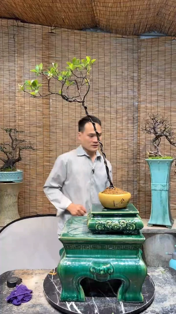 【闪购商品】海岛春花