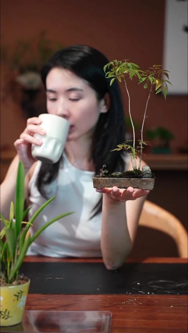 无花朵小槭树盆景盆景盆景