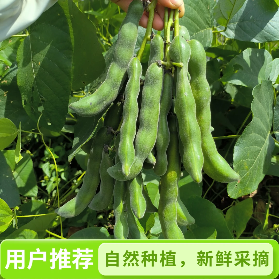 广西新鲜狗儿豆狗爪豆农家特产现摘龙爪豆虎老豆狗毛猫豆
