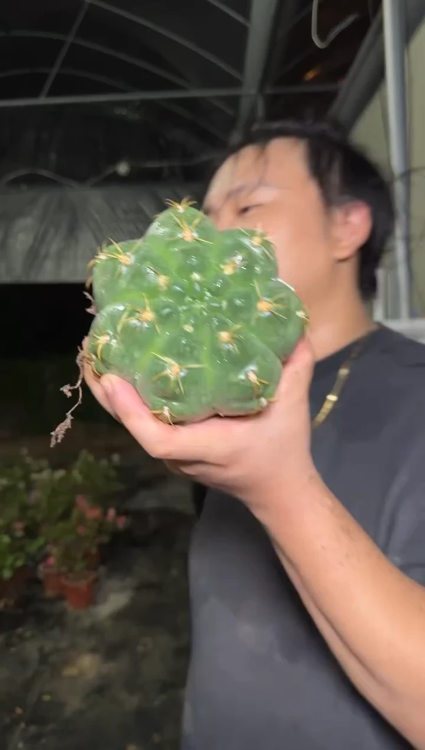 美花海王 实生根 7-10cm 不带花苞
