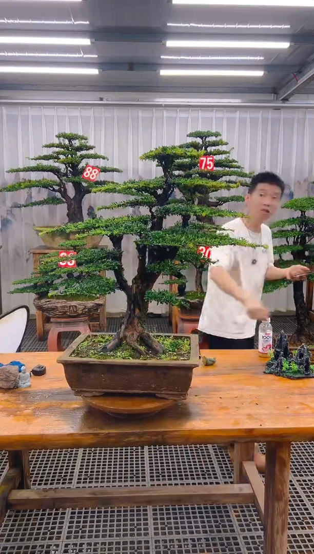 无花朵雄*?精品盆景直播间一物一拍