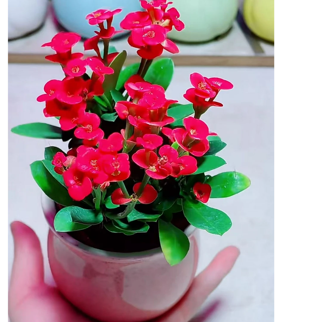 【满18包邮】虎刺梅多肉绿植[8cm带塑料盆】