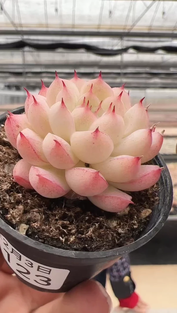 【闪购商品】新款多肉-123（5.5杯）