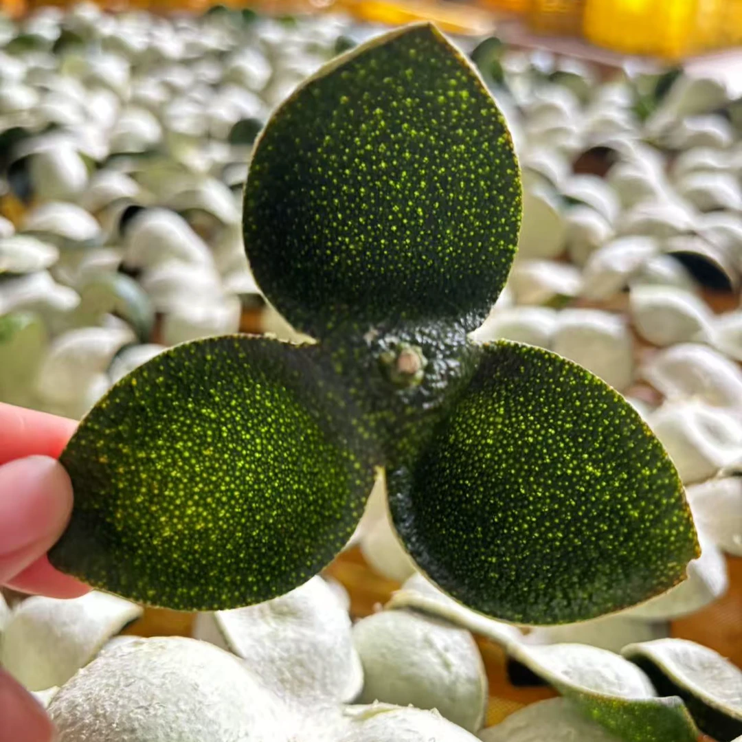 （福利款） 2025年茶枝柑小青皮 8月采 带果蒂