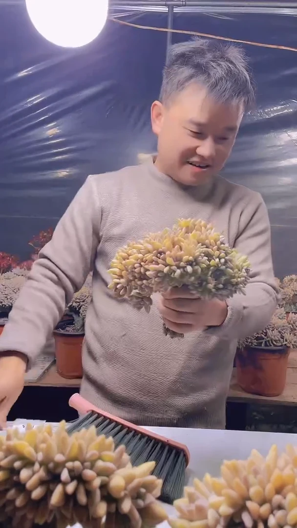 【闪购商品】缀化183