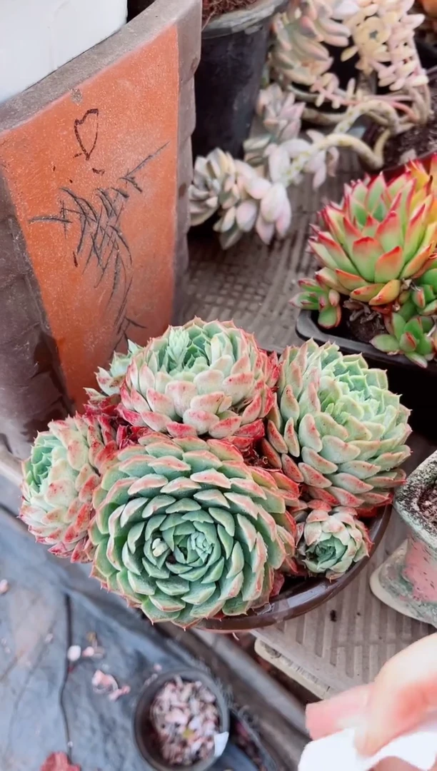 13157多肉植物一物已拍