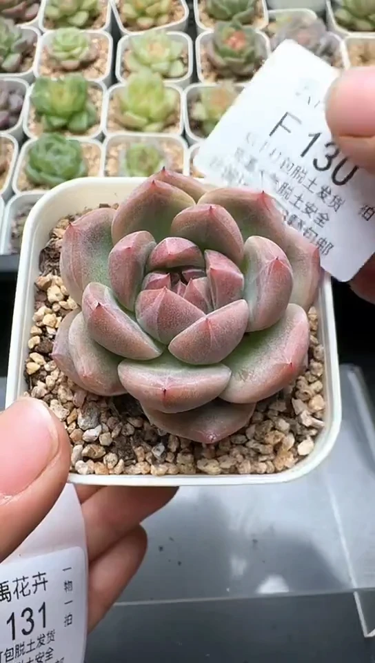 129F云禹多肉植物 默认脱土纸巾打包 3颗包邮