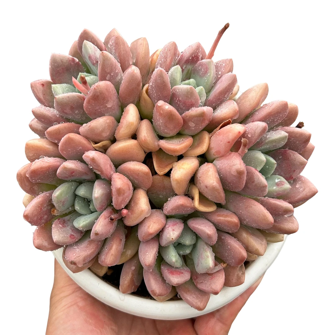 180#花斑鹿带盆土  多肉植物室内绿植净化空气