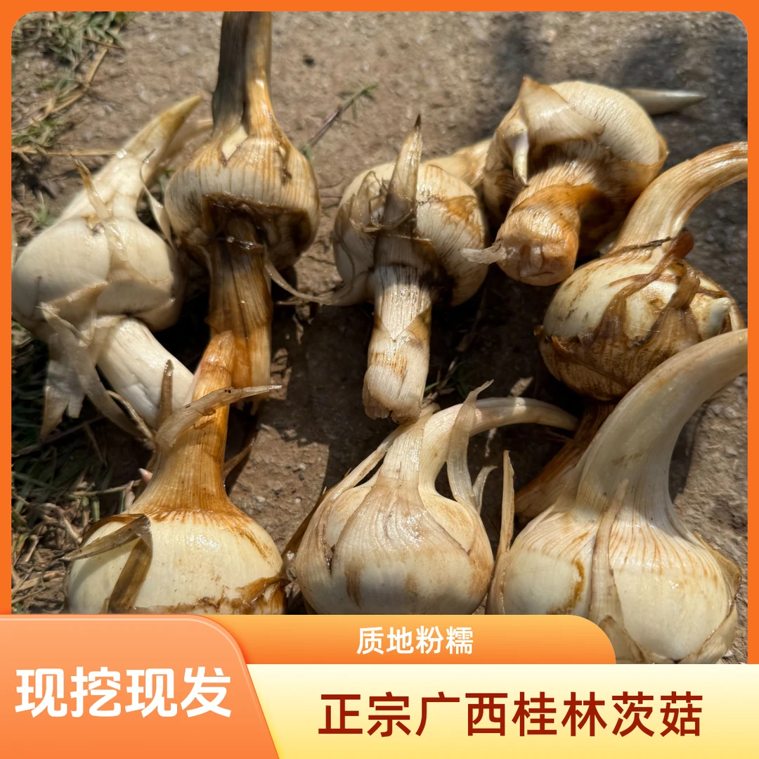 新鲜现挖广西桂林茨菇上市好吃尝鲜好食材自家种植