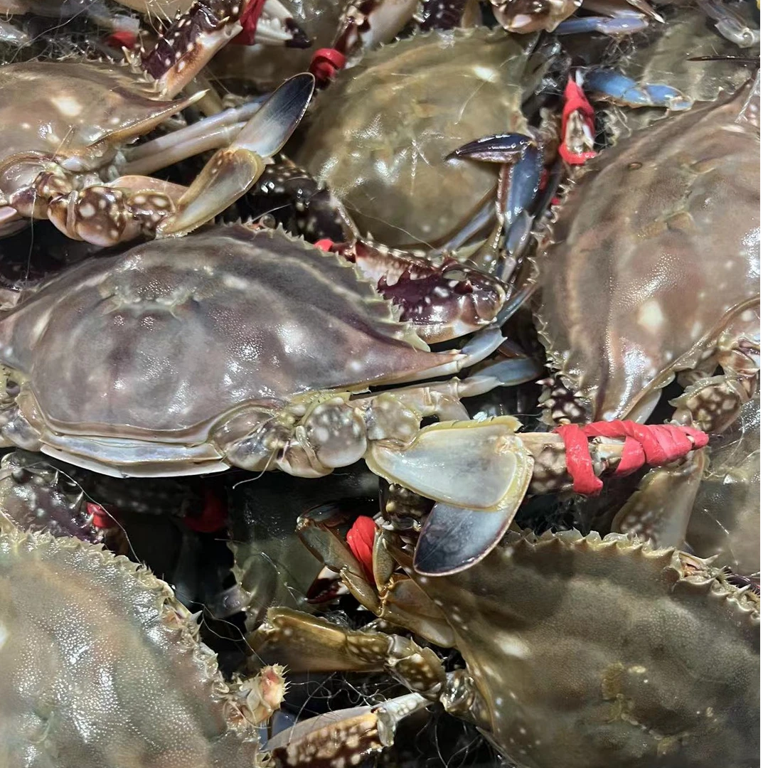 吃肉母蟹 【保鲜不保活】 一只3-4两左右 2斤起 天津同城当天到