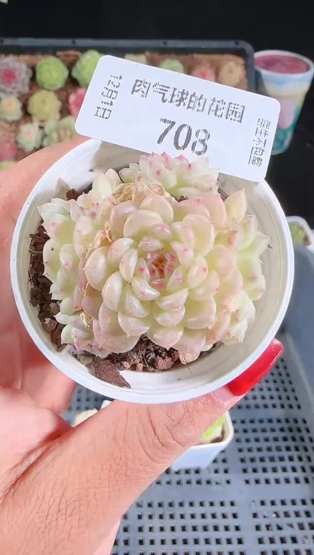 1201-708菠萝23-4多肉群生不包整