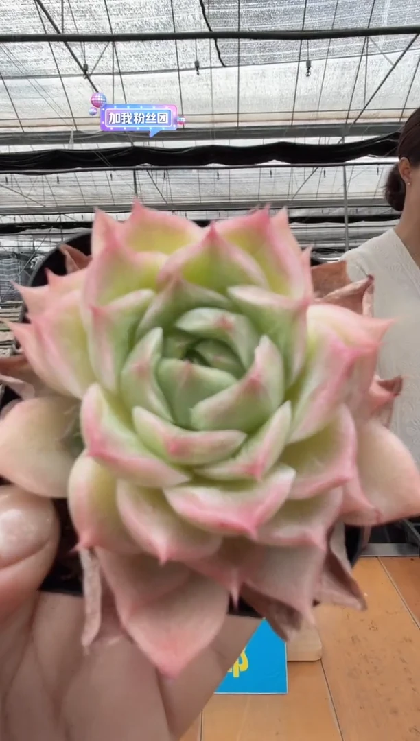 东云多肉园二店-44