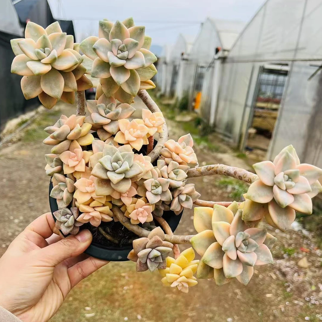 【美杏锦】168多肉植物种植好养露养阳台以直播间展示为准满15包邮