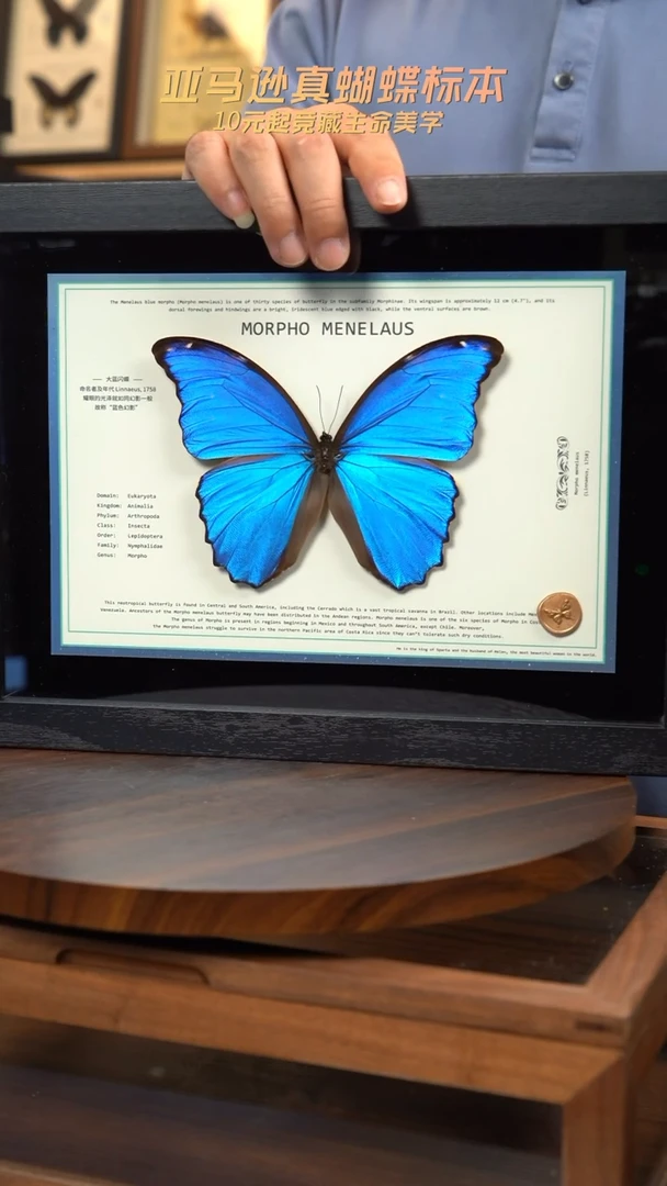 大蓝闪蝶新版本A4横版