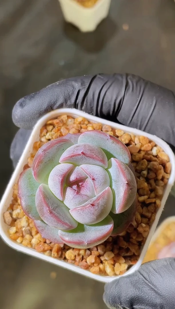 2790 木兰辞一般状态2-3厘米 量拍发一颗
