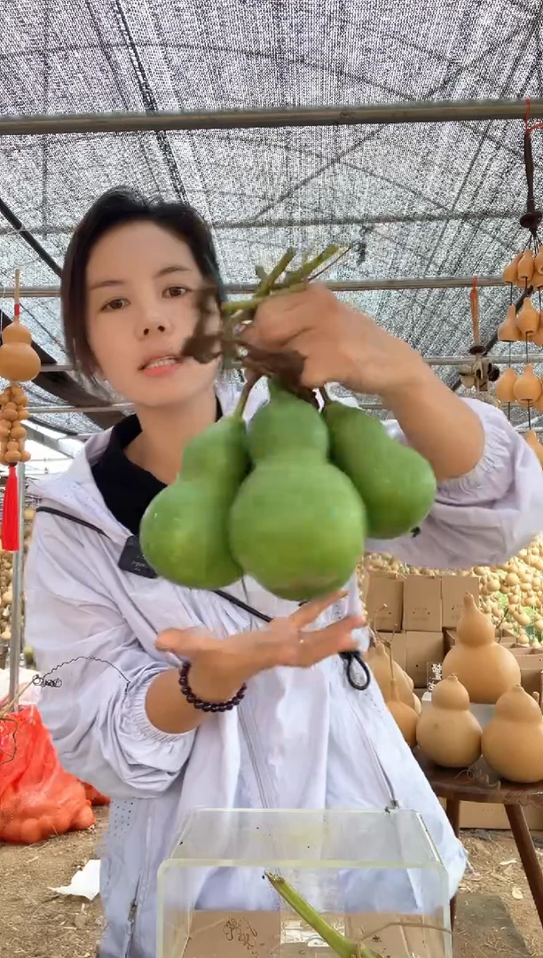 931天然葫芦摆件 一物一拍龙头不保售后4个微瑕疵不带底座