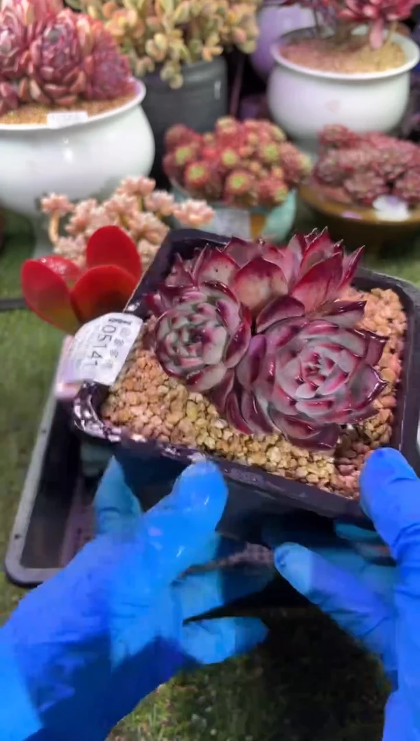 【闪购商品】05141