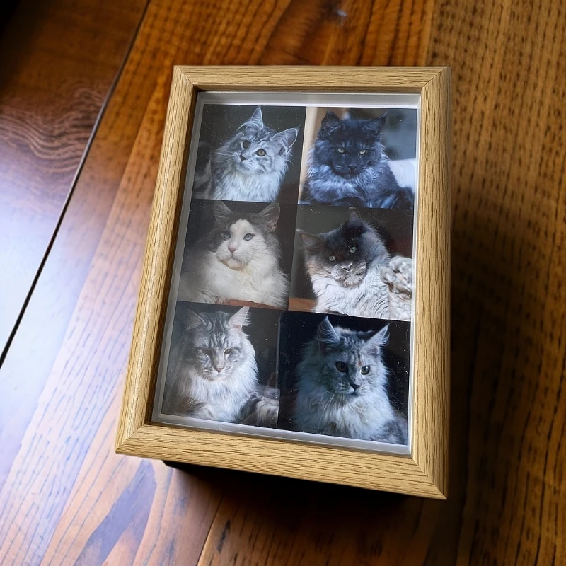 奇迹缅因猫舍宠物高端相册(拍之前联系客服）