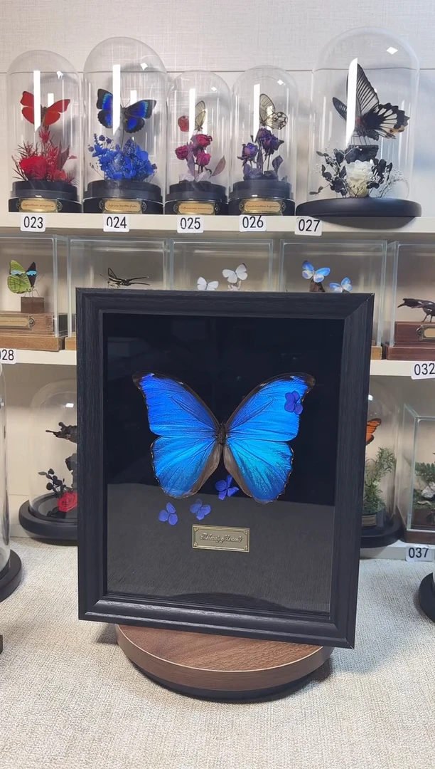 大自然真实的蝴蝶标本