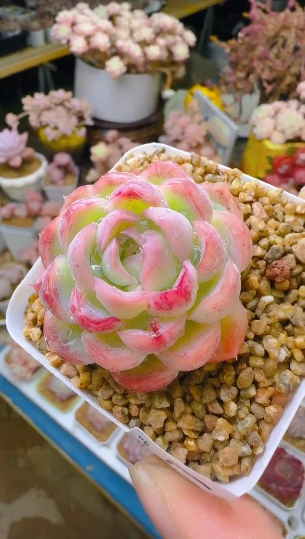 【闪购商品】春—017—仙农(月影）