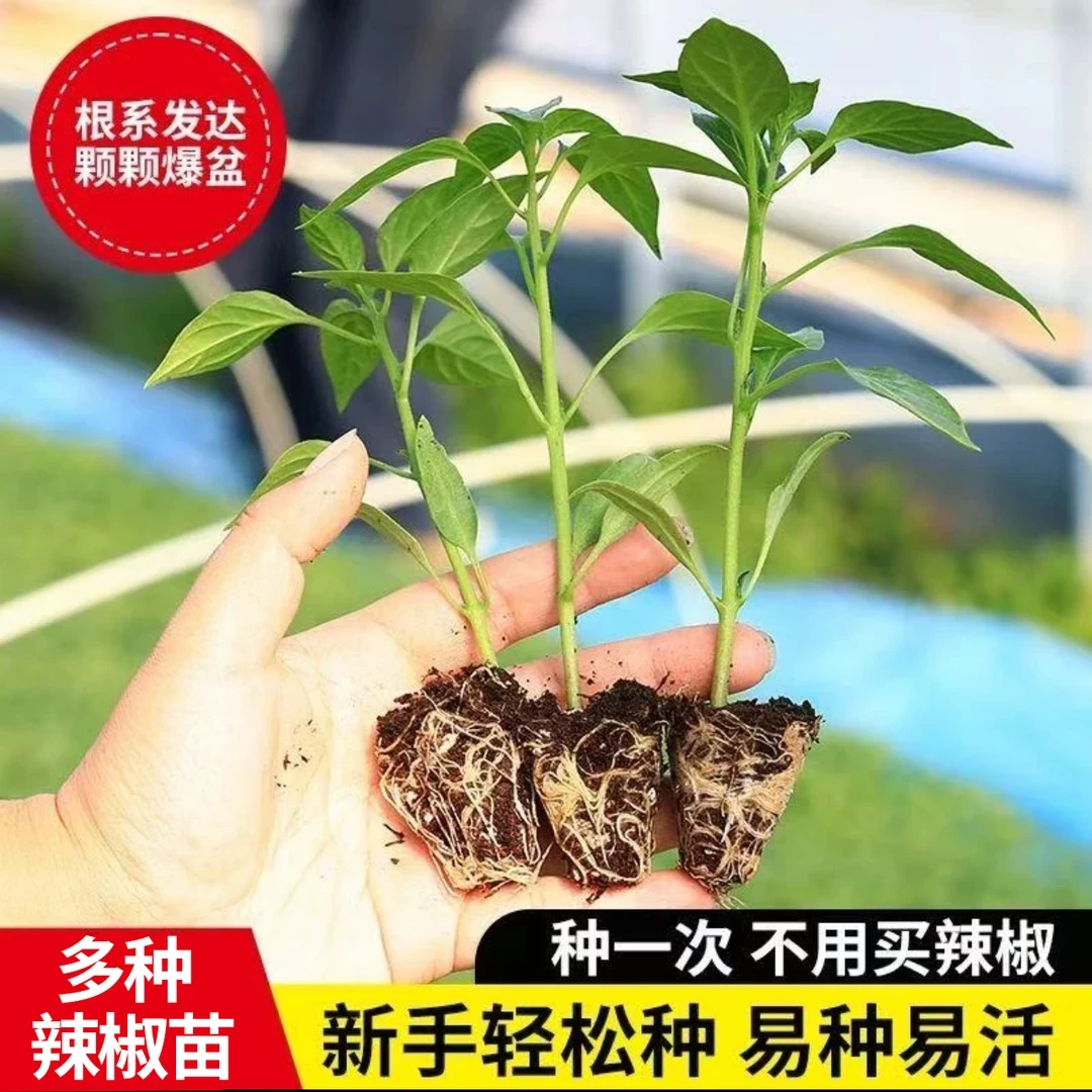 【开春福利】辣椒种苗朝天椒薄皮椒线椒灯笼椒甜椒五彩椒螺丝椒秧