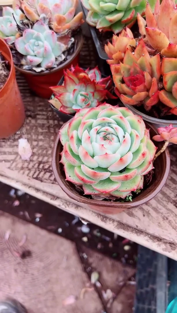 好****༅多肉植物一物一拍08101