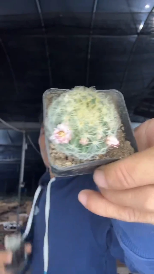 实生粉花明星两颗9.99