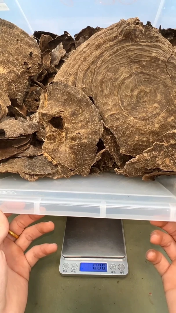 海南黎母山鹧鸪斑老顶盖20g