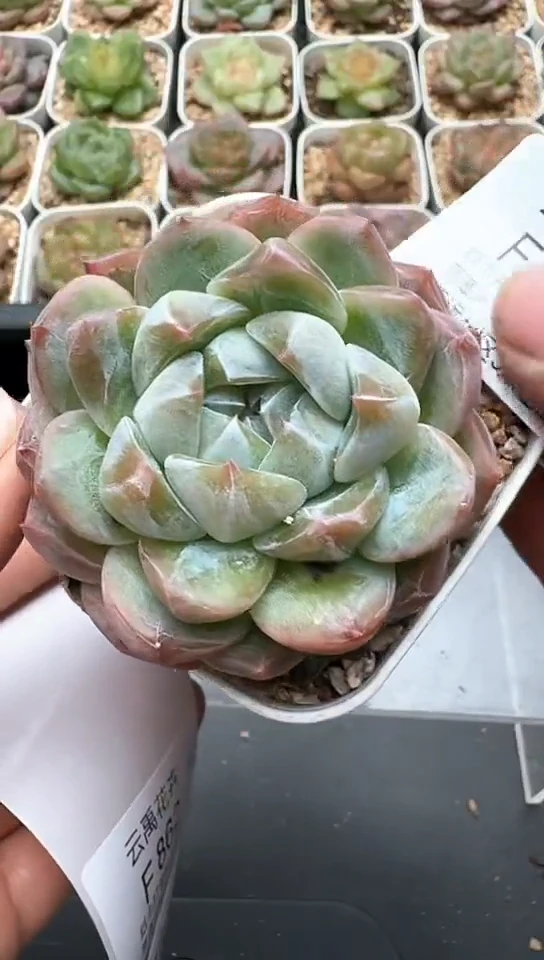 861F云禹多肉植物 默认脱土纸巾打包 3颗包邮