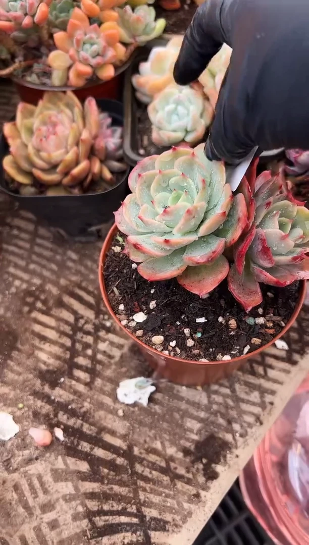 简**…多肉植物一物一拍18215
