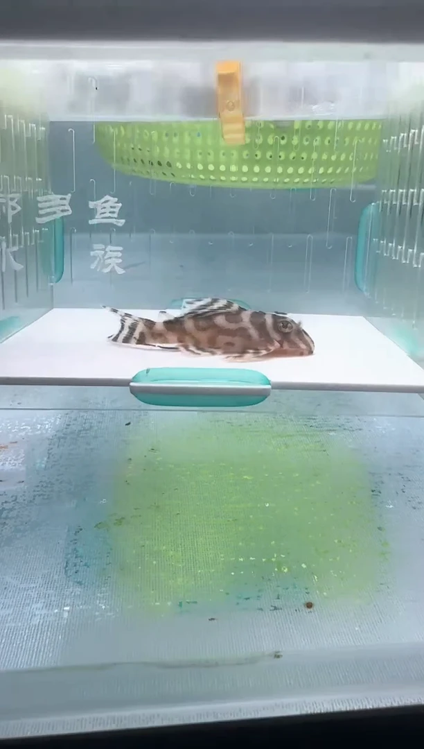 清道夫5+不包入缸损127