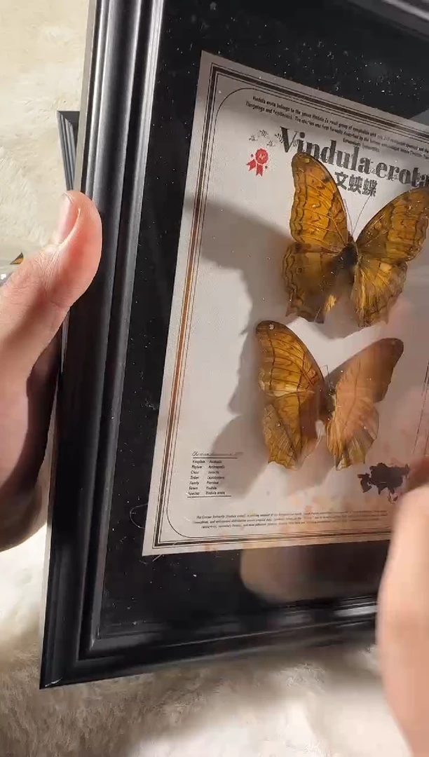 文蛱蝶双生新相框