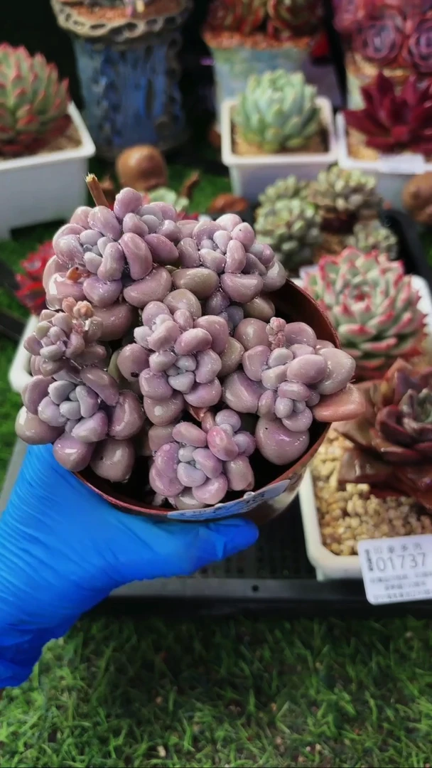 昆明印象多肉01738