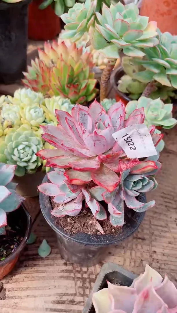 玉****2多肉植物一物一片15222