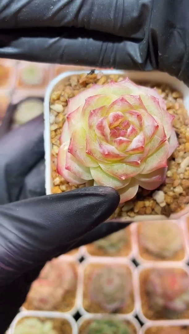 闪购044 冰封多肉一颗