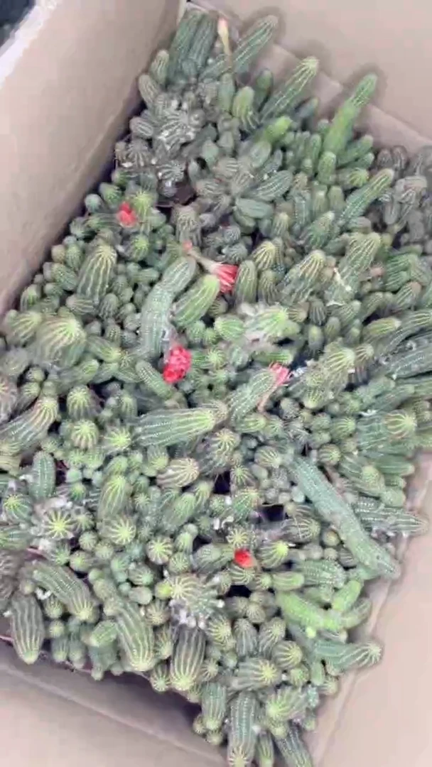 【多头 红花白檀】仙人球 直播福利价【脱土发货】