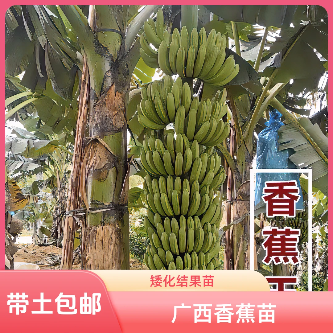 广西正宗香蕉苗产量王矮化香蕉苗结果带土发货包邮