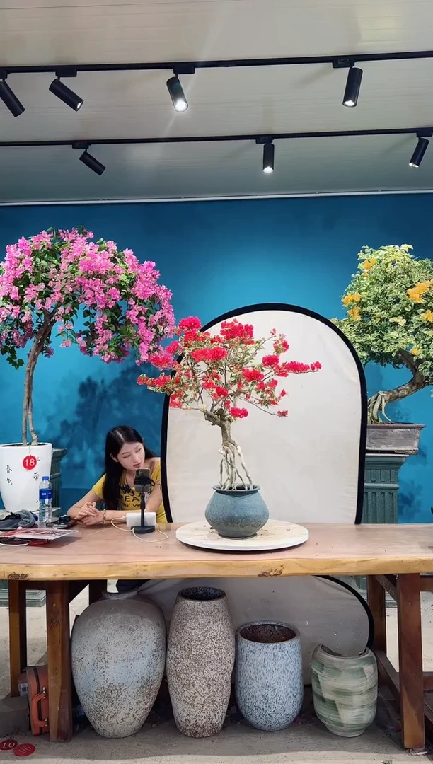 全部花朵金边花叶红三角梅
