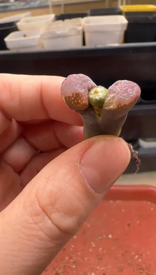 【闪购商品】13-94