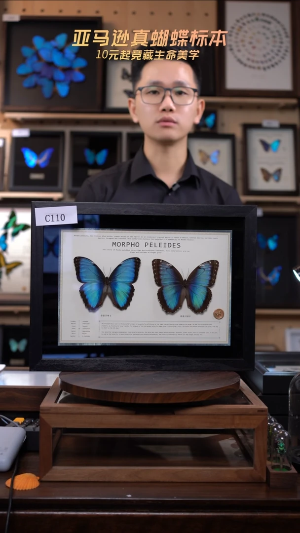 蓓蕾雌雄羽化级别13寸c110