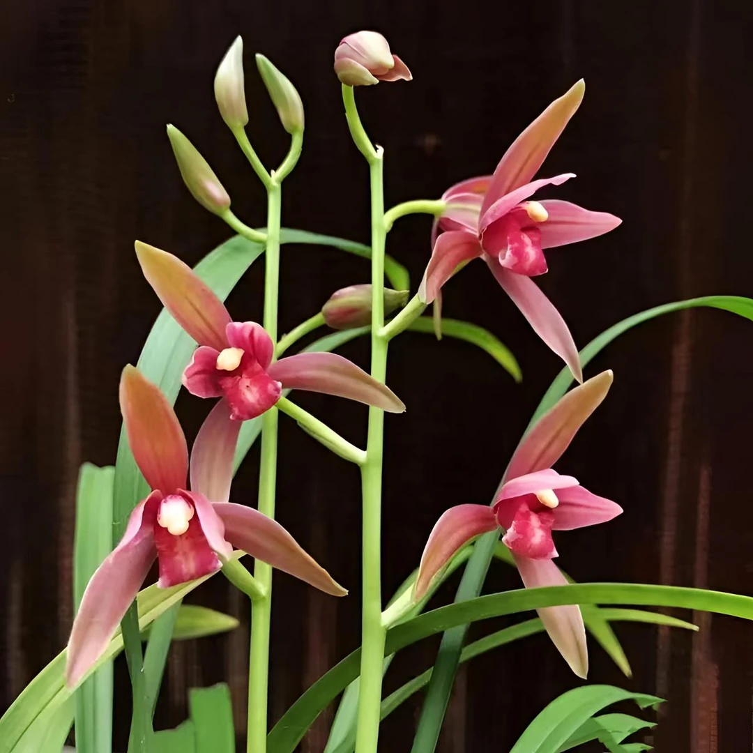 【仙山红】建兰八大红花转色花兰花盆栽花卉绿植