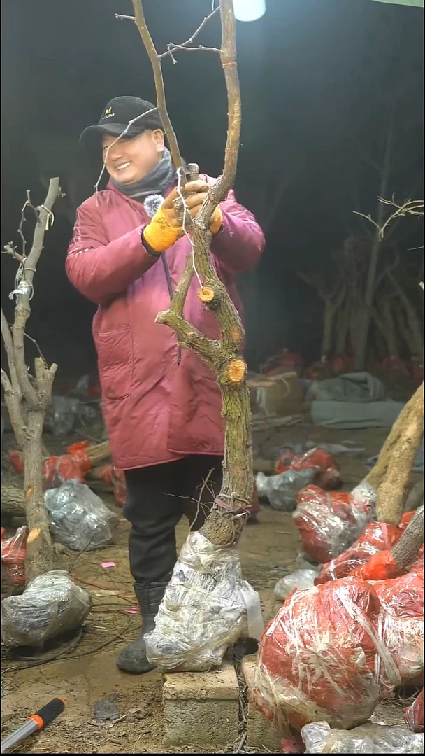 完全开放枣树221