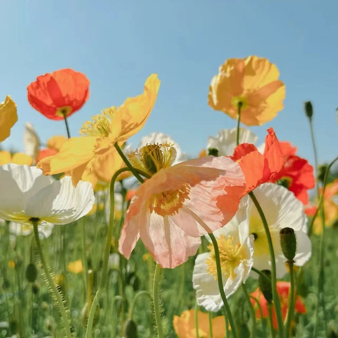 虞美人花种南北方四季可种易活开花庭院景观绿化种子