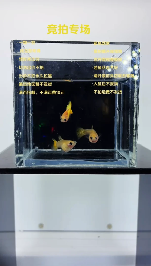孔雀鱼黄金玻璃猫一公两母-93