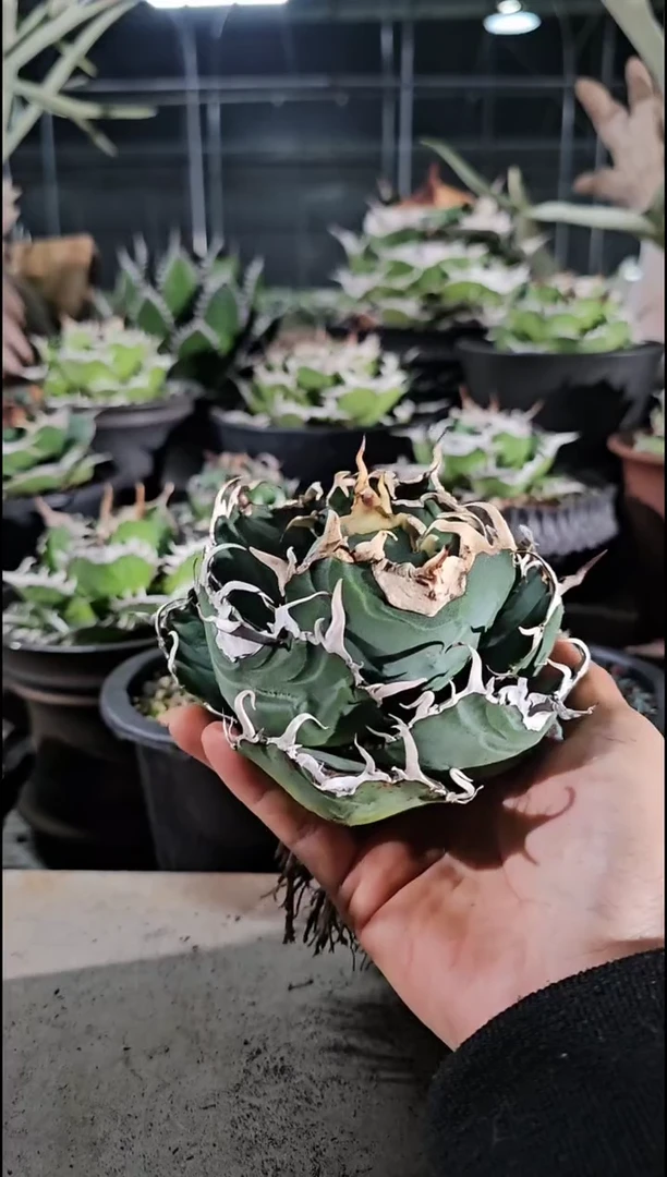 白鲸-小亚成(直播竞拍/基因保证/非组培)