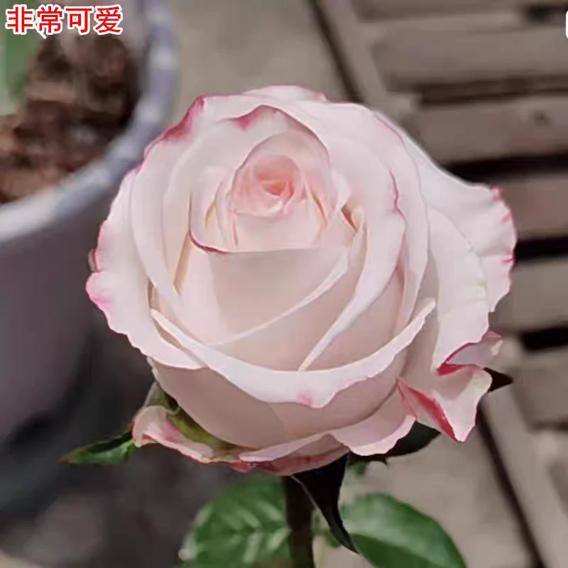 非常可爱/可爱教主 超新品肯尼亚切花大花浓香