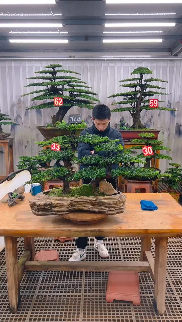 无花朵精品盆景直播间一物一拍