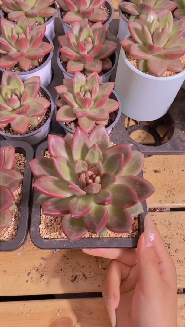 119-迷雾泡泡大单头（量拍）