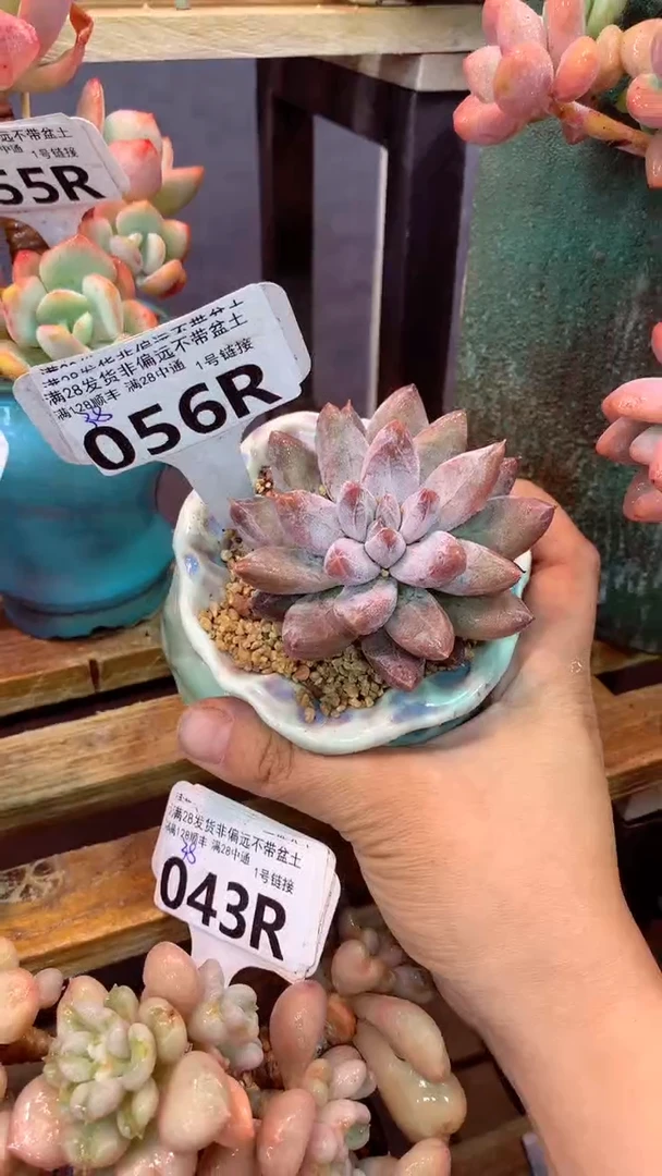 056R（一物一拍实付满28发货，默认不带盆土）