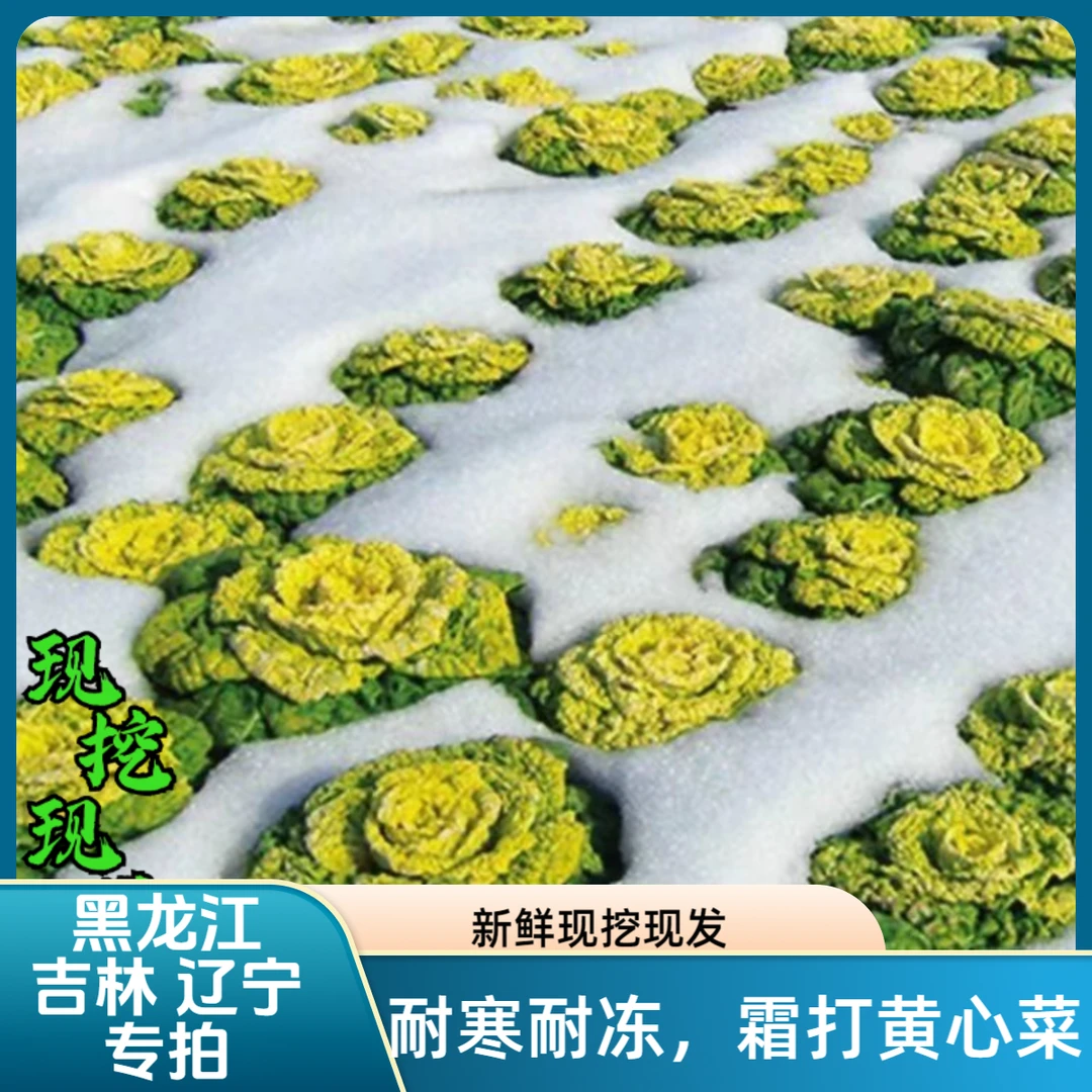 偏冷区专拍河南新鲜黄心菜现挖